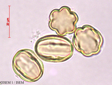 Terminalia catappa - lame n° 28495